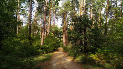 Obraz premium Alley in the summer forest