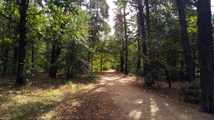 Alley in the summer forest