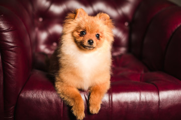 smilling puppy dog in a leather chair