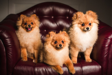 group of puppies sitting in a leather chair
