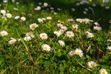 Fioritura di margherite. Margherita Oxeye, Leucanthemum vulgare, Margherite, Occhio di Dox, Margherita comune, Margherita Cane, Margherita Lunare