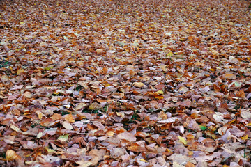 Autumn leaves background