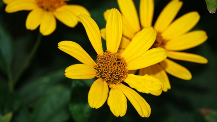Yellow daisies
