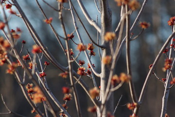 Dried Flowers