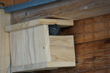 Junger Hausrotschwanz verläßt den Nistkasten