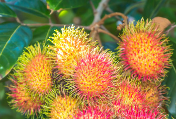 Tropical fruit, Rambutan on tree