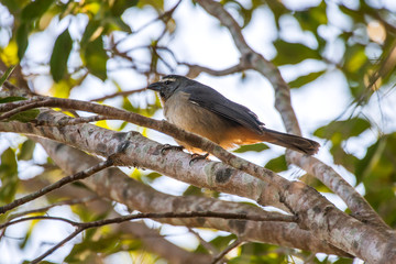 Grayish Saltator  photographed in Corumba, Mato Grosso do Sul. Pantanal Biome. Picture made in 2017.