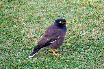 Dubai Birds