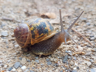 European brown snail or Spotted snail (in german Gefleckte Weinbergschnecke) Cornu aspersum, Helix aspersa, Cryptomphalus aspersus or Cantareus aspersus