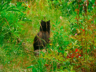 A curious black cat sits with its back