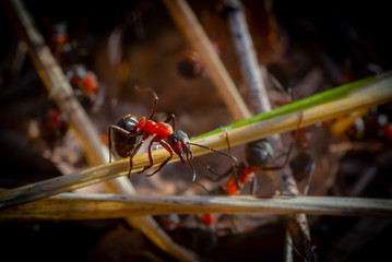 Angry ant on grass closeup