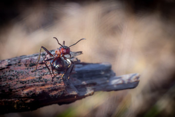 Angry ant on the branch