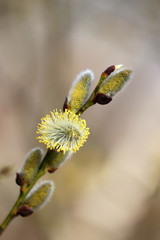 Pussy willow flowers on the branch, blooming verba in spring forest, vertical shot. Palm Sunday symbol, yellow catkins in sunny day
