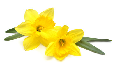 Fototapeta na wymiar Bouquet of yellow daffodils flowers isolated on white background. Flat lay, top view