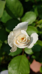 Rose in the garden. Rose flower close-up on blurred background of flowerbed. Petal texture of blooming rose. Beauty of nature in summertime. Gardening of rose variety.