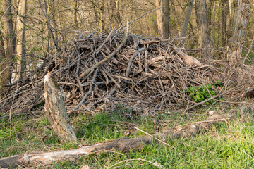 old cut wood at the edge of the forest
