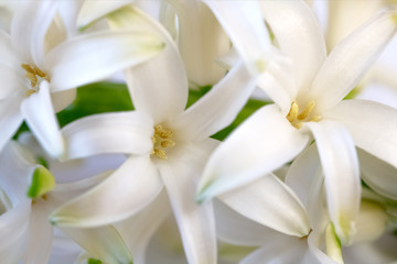 Obraz premium close-up of delicate white hyacinth flowers