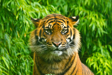 wild tiger against green background