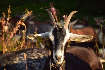 Chèvre au soleil