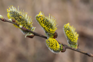 Close-up. Willow flowers bloomed in early spring.