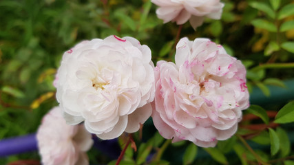 Pink flowers in garden. Luxuriant petals of beautiful white pink rose flower closeup. Blooming bush of lush roses on flowerbed. Gorgeous wedding flowers.
