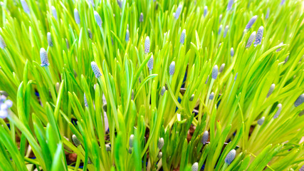 Fototapeta na wymiar Bright juicy grass as a floral Easter background or texture for wallpaper. Macro photo of a beautiful neat grass lawn. Muscari spring primrose or grape hyacinth close-up.