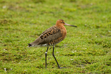 godwit walking in a meadow