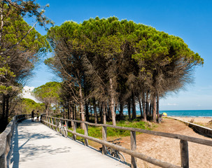 Bike path of the well-known summer resort of Bibione, famous for its large beaches. Veneto, Italy.