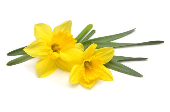 Bouquet of yellow daffodils flowers isolated on white background. Flat lay, top view