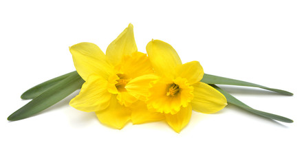 Bouquet of yellow daffodils flowers isolated on white background. Flat lay, top view