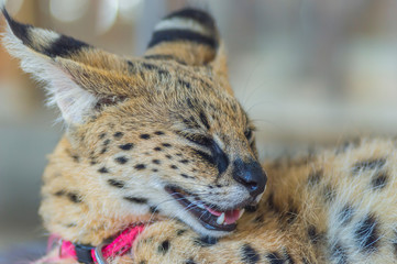 Portrait of macro shot on African Serval (Leptailurus serval)