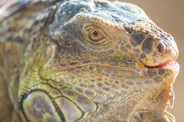 Portrait of macro shot on iguana head
