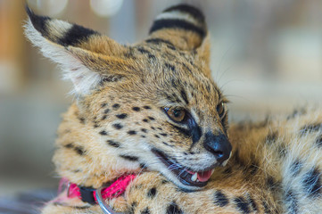 Portrait of macro shot on African Serval (Leptailurus serval)