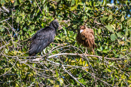 Black Vulture and southern caracara photographed in Corumba, Mato Grosso do Sul. Pantanal Biome. Picture made in 2017.