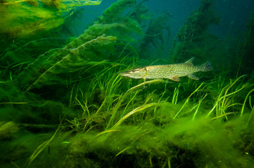 Northern Pike on the lookout for a prey to pass by in the St. Lawrence River
