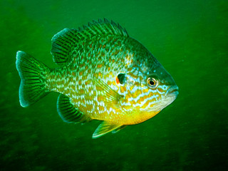 Pumpkinseed sunfish swimming in the St. Lawrence River