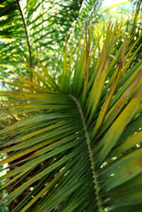Obraz na płótnie Canvas Closeup photo of green and brown palms leaves on sunny day