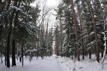 Snowy forest road among tall pines and other trees, wide angle photo