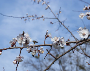 Aplication of apricot flowers with bees in a spring garden