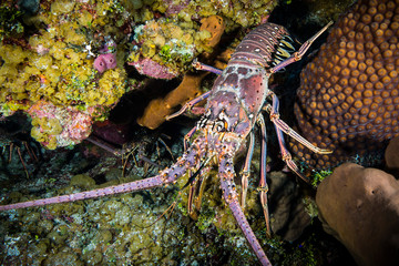 Caribbean spiny lobster on coral reef at Little Cayman