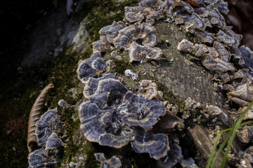 beautiful mushrooms on a fallen tree log