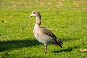 Egyptian Goose