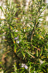Rosemary Sprig Flowers - Blossoming rosemary plants in the herb garden