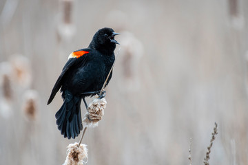 Red-winged Blackbird (male), perched on a reed and singing