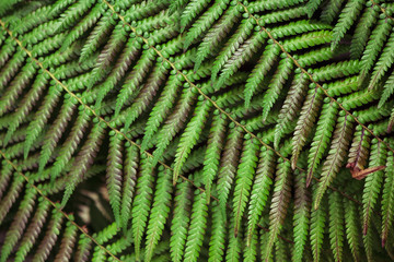 fern leaves background Wallpaper forest