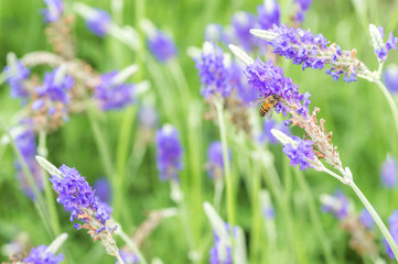 Lavender flower macro and bee with bokeh background