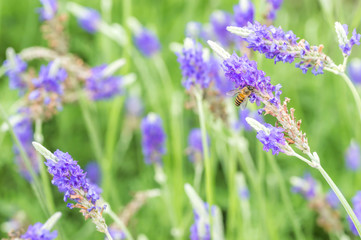 Obraz premium Lavender flower macro and bee with bokeh background