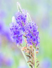 Lavender flower macro with bokeh background