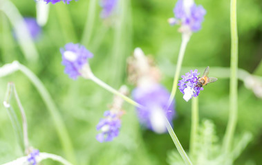 Lavender flower macro and bee with bokeh background