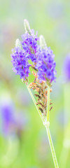 Lavender flower macro with selective focused and bokeh background